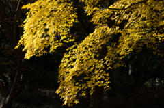 紅葉の六義園にて⑧