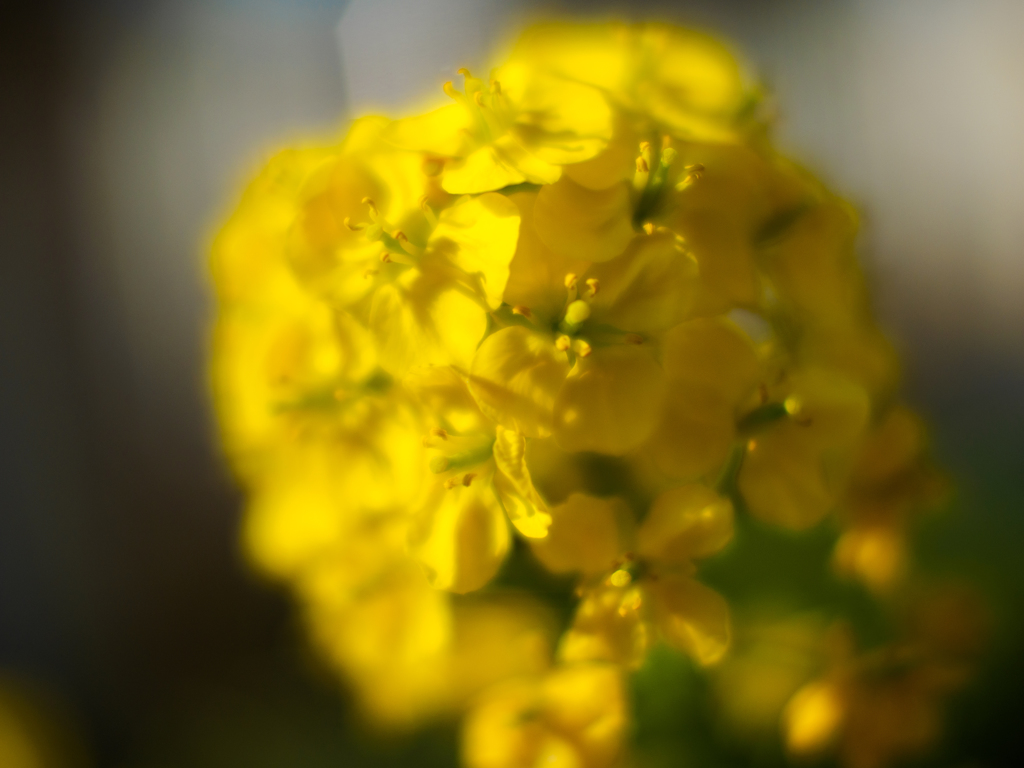 菜の花〜元気いっぱい