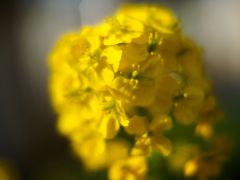 菜の花〜元気いっぱい