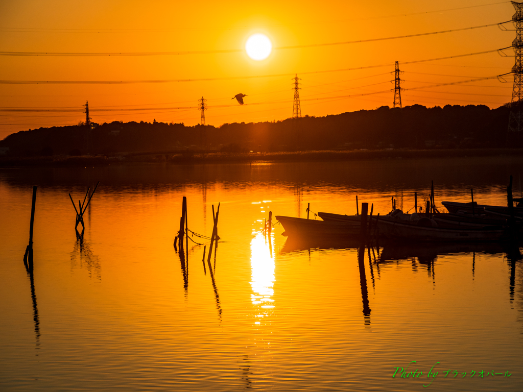 夕日と白鷺..