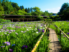 菖蒲池は花盛り..