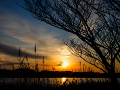 手賀沼風景 〜 冬の夕暮れ(2)