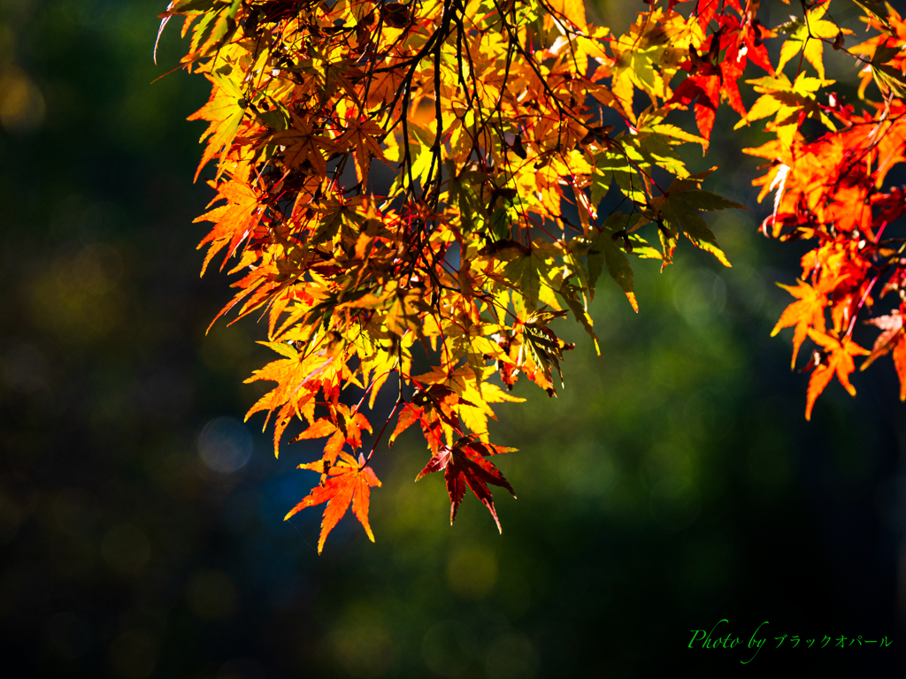 晩秋の光の中で 〜照紅葉..