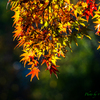 晩秋の光の中で 〜照紅葉..