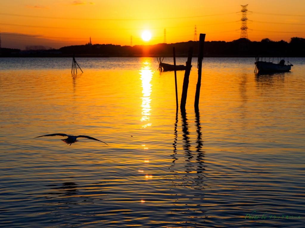 夕陽に舞う・・