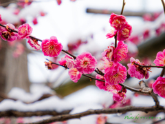 雪と紅梅..