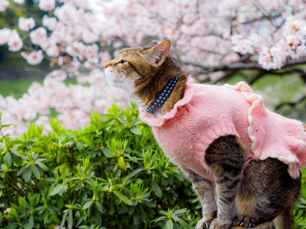 にゃんこもお花見♪