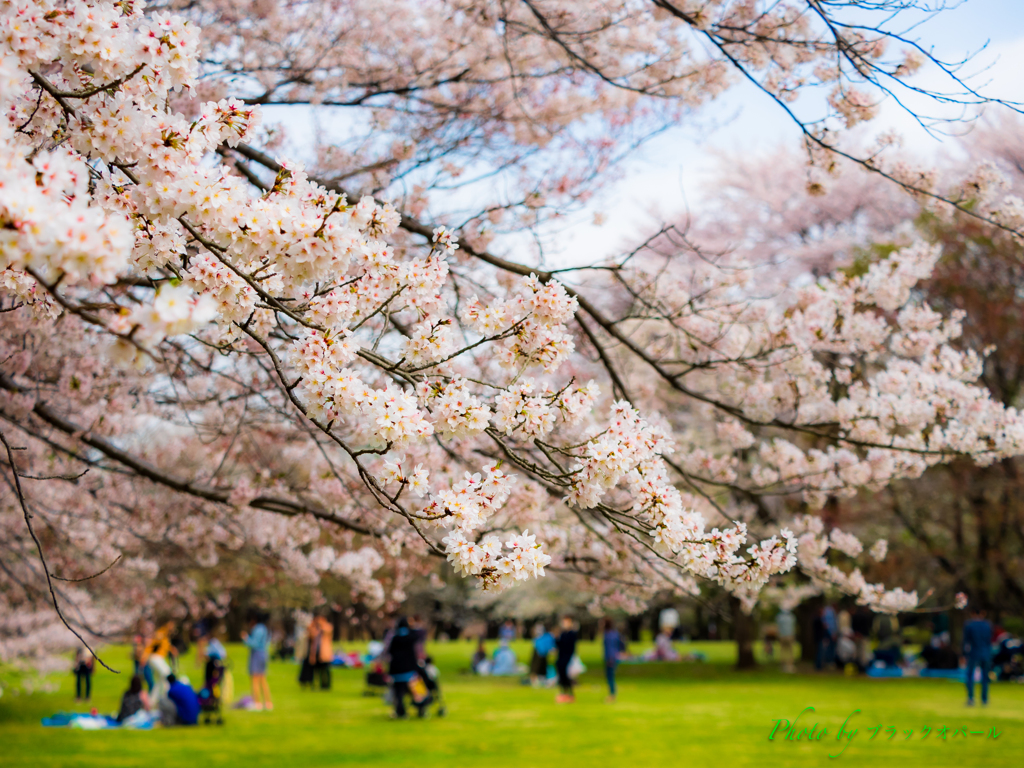 桜の思い出..