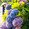 街角の紫陽花（その２）..