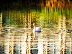 波紋に浮かぶSwan..