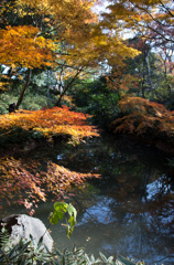 紅葉の六義園にて⑱