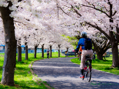 桜花爛漫..