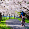 桜花爛漫..