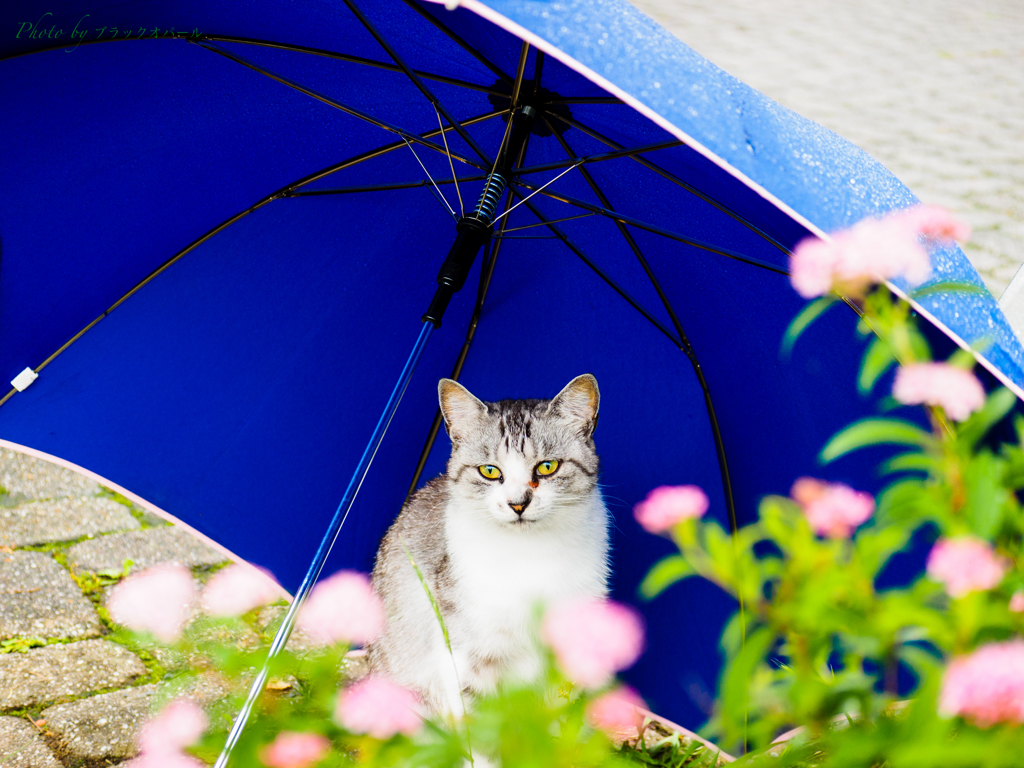 傘で雨宿り..♪