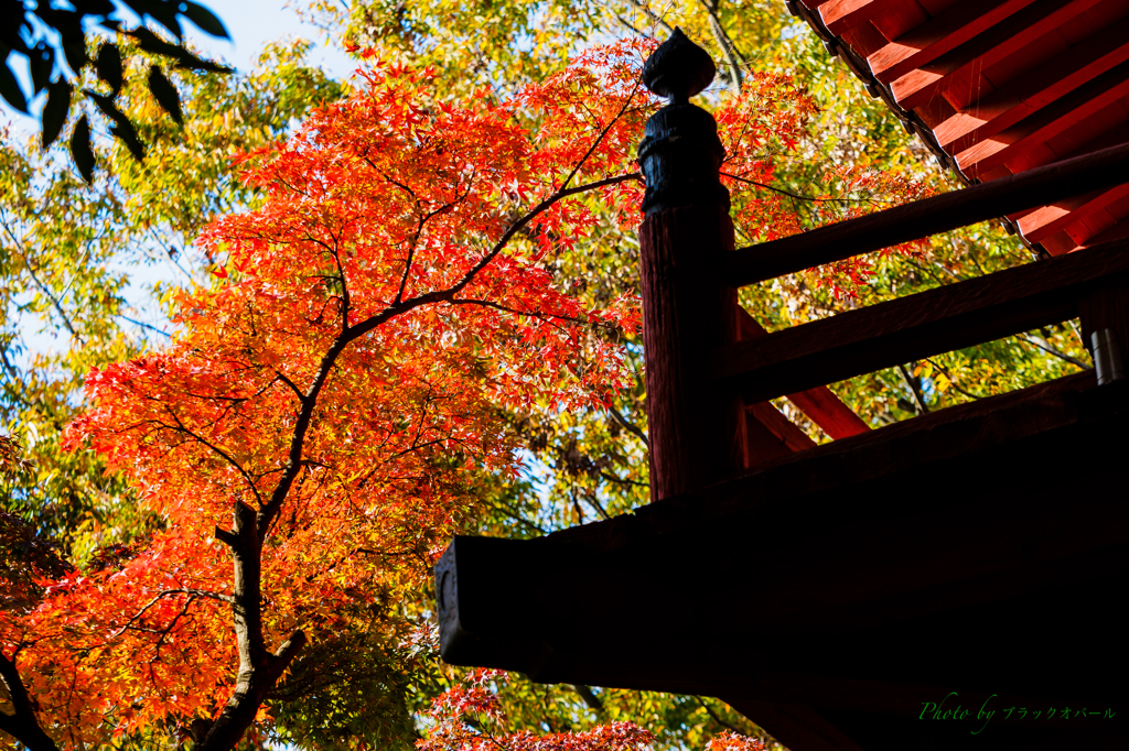 紅葉の本土寺..