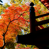 紅葉の本土寺..