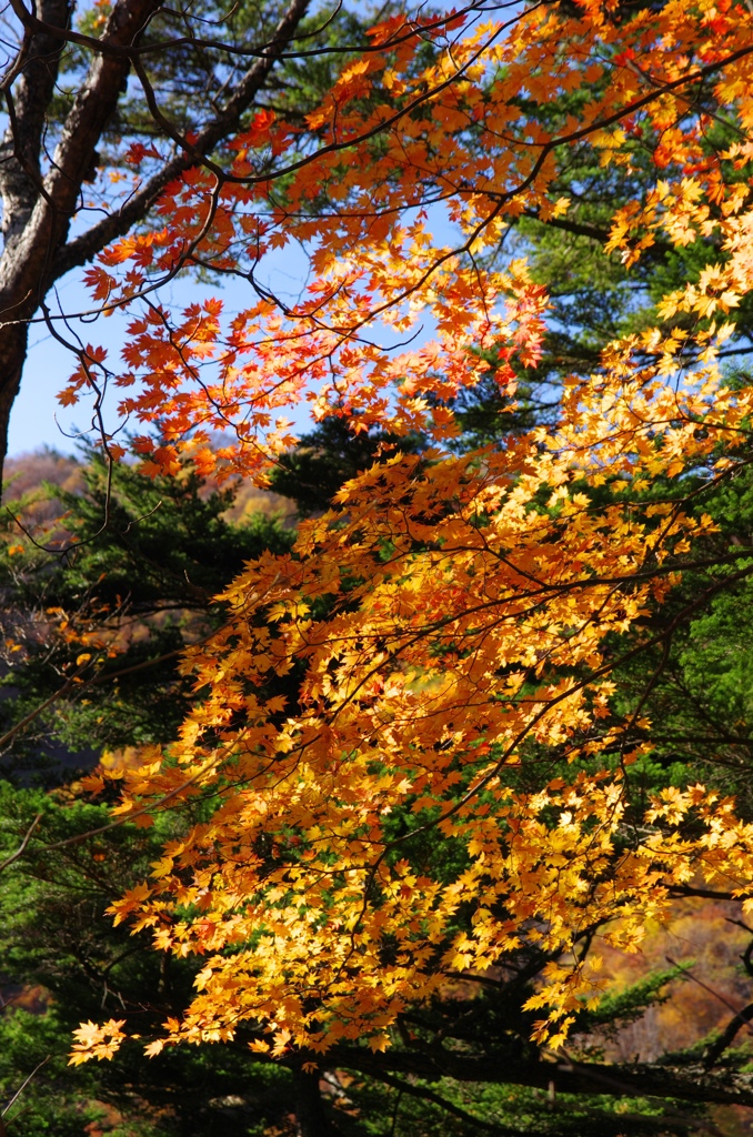 渓谷の秋⑳