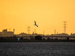 夕暮れの飛翔..＃9