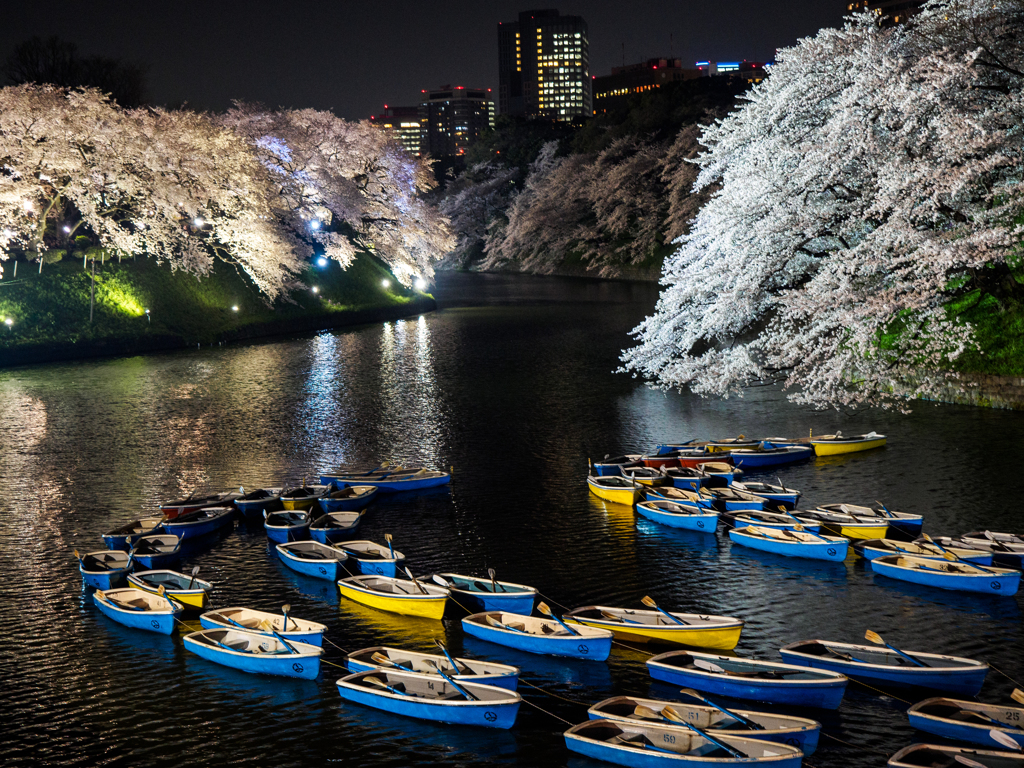 千鳥ヶ淵夜桜..