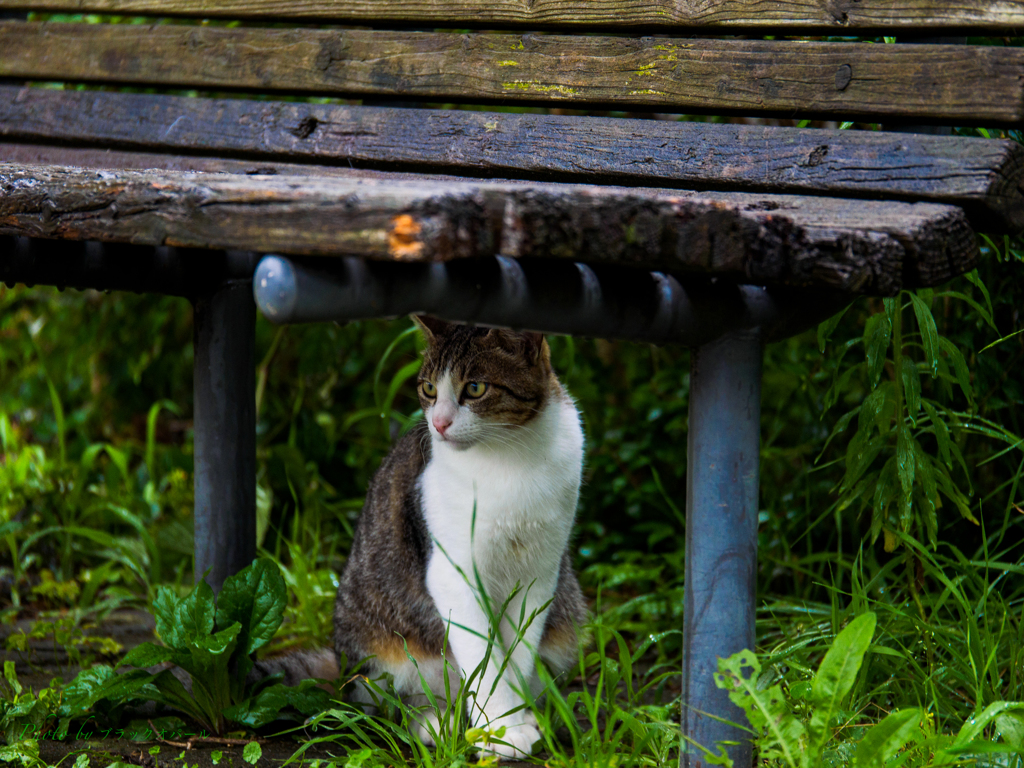 ベンチで雨宿り..♪