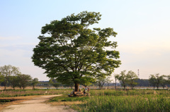 大きな木の下で