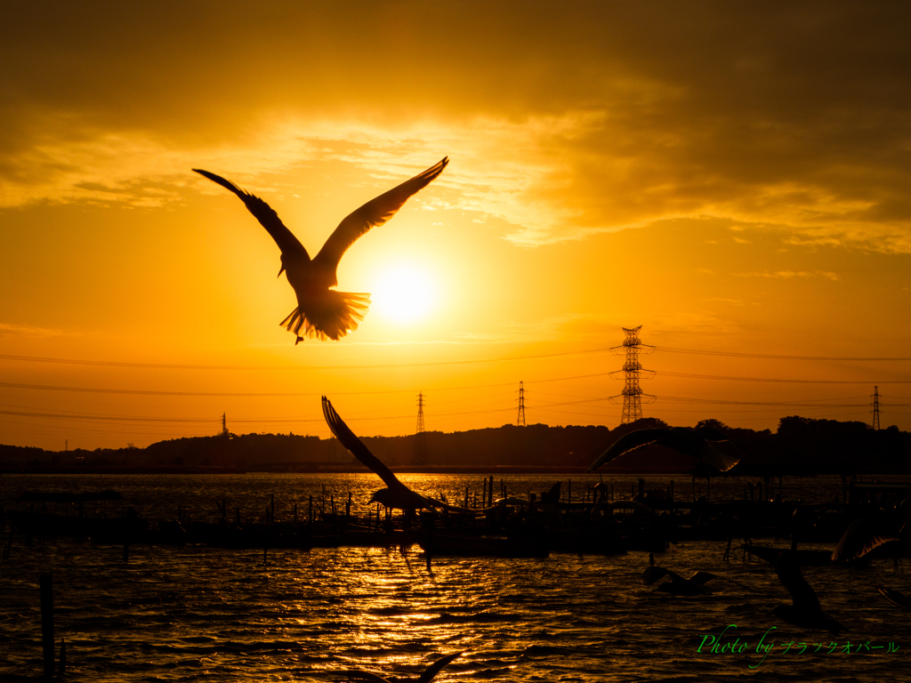 夕日に舞う..