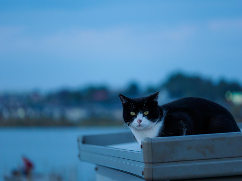 手賀沼で暮らす猫たち..＃3