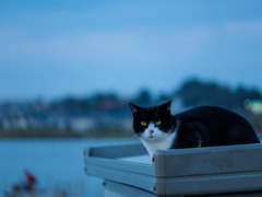 手賀沼で暮らす猫たち..＃3