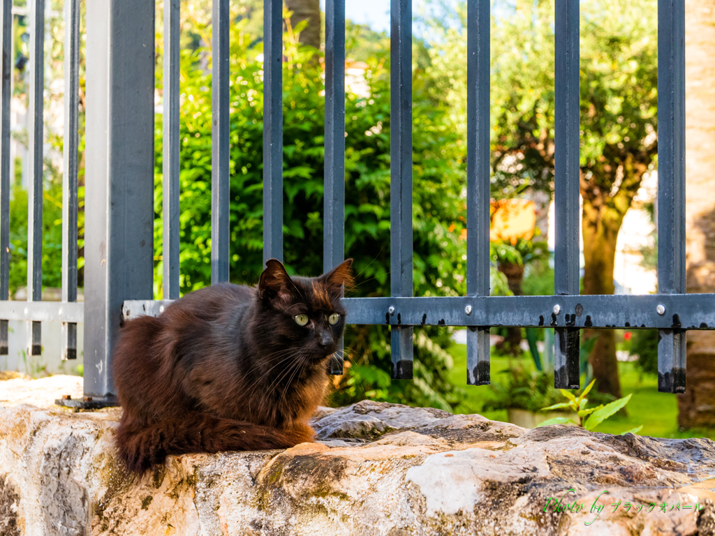 石垣の上の猫。。