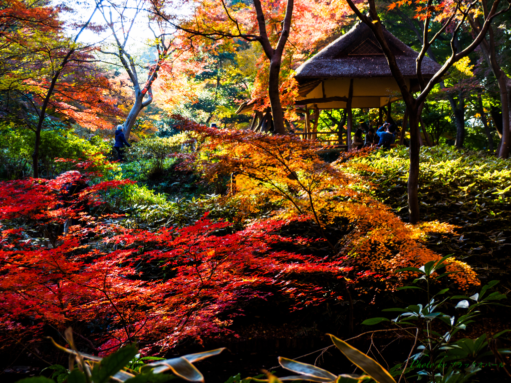 晩秋の六義園にて..＃5