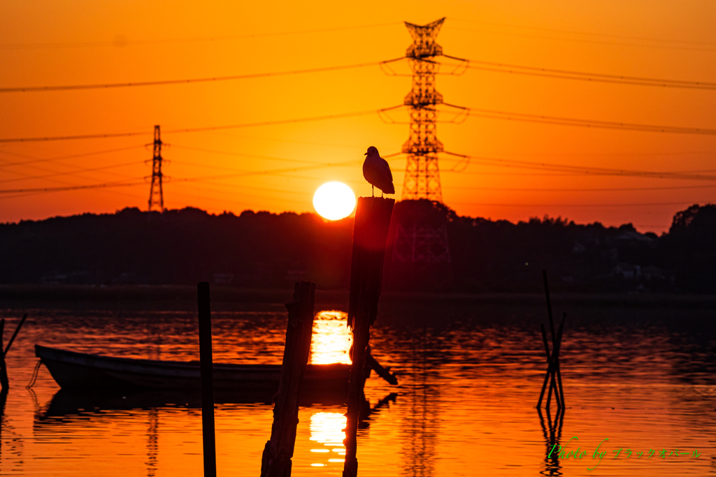 夕日とユリカモメ..