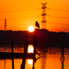 夕日とユリカモメ..