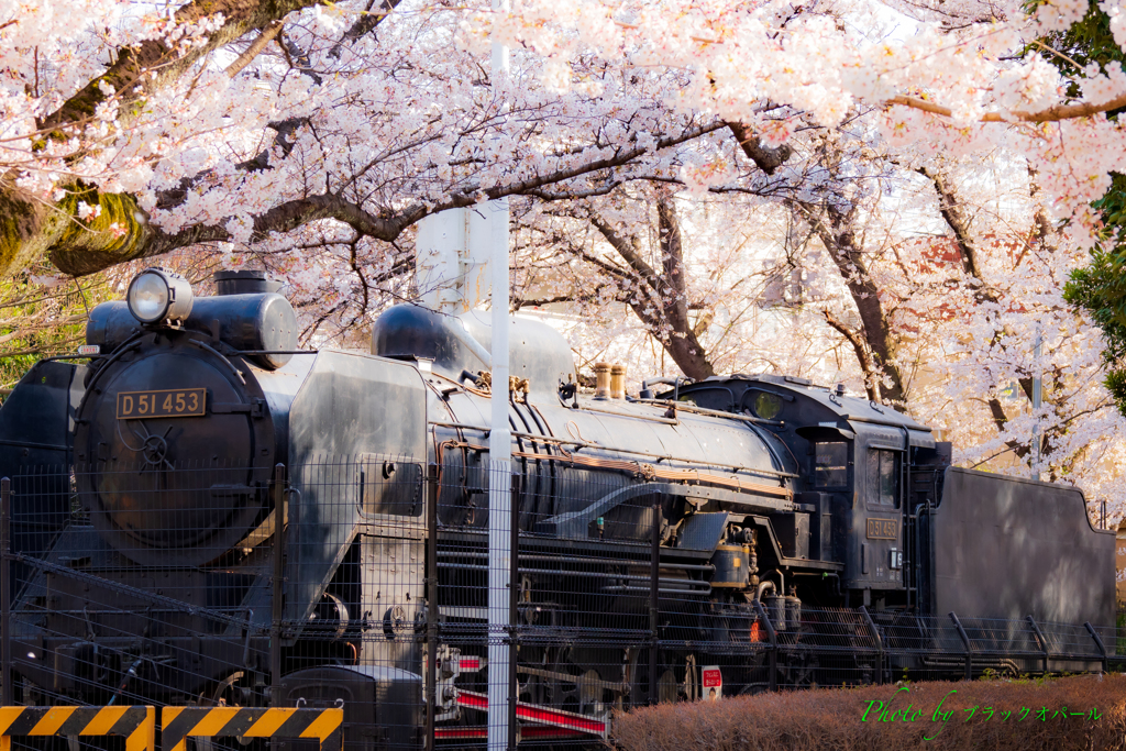 SLと桜..