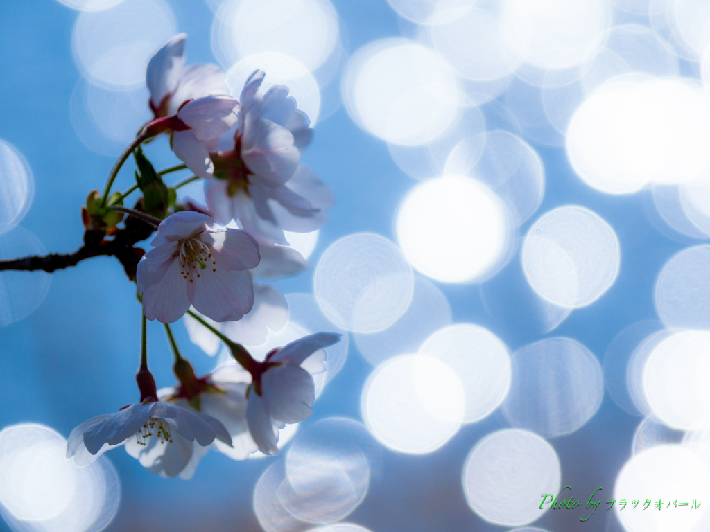 桜・キラメキに浮かぶ..