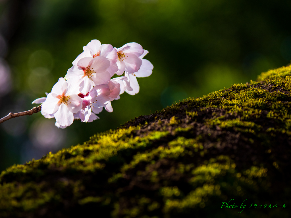 桜・・そっと優しく。。