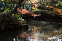 紅葉の六義園にて④