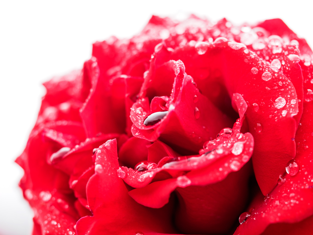 雨上がりの薔薇...＃3