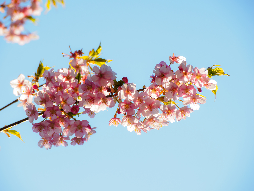 桜 〜 高らかに