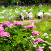 紫陽花と菖蒲池..