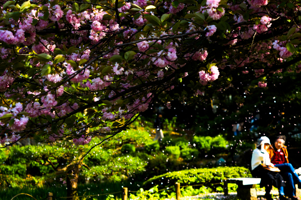 桜舞う春の午後..