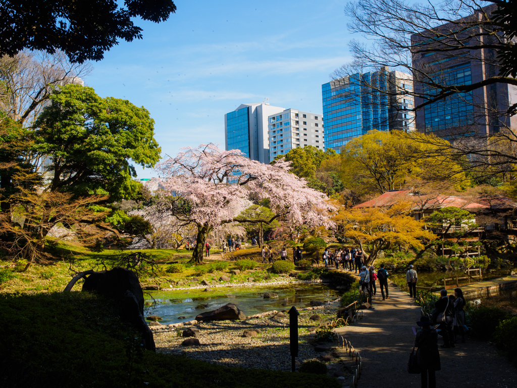 桜咲く庭園