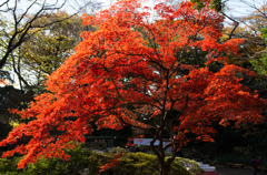 紅葉の六義園にて⑤