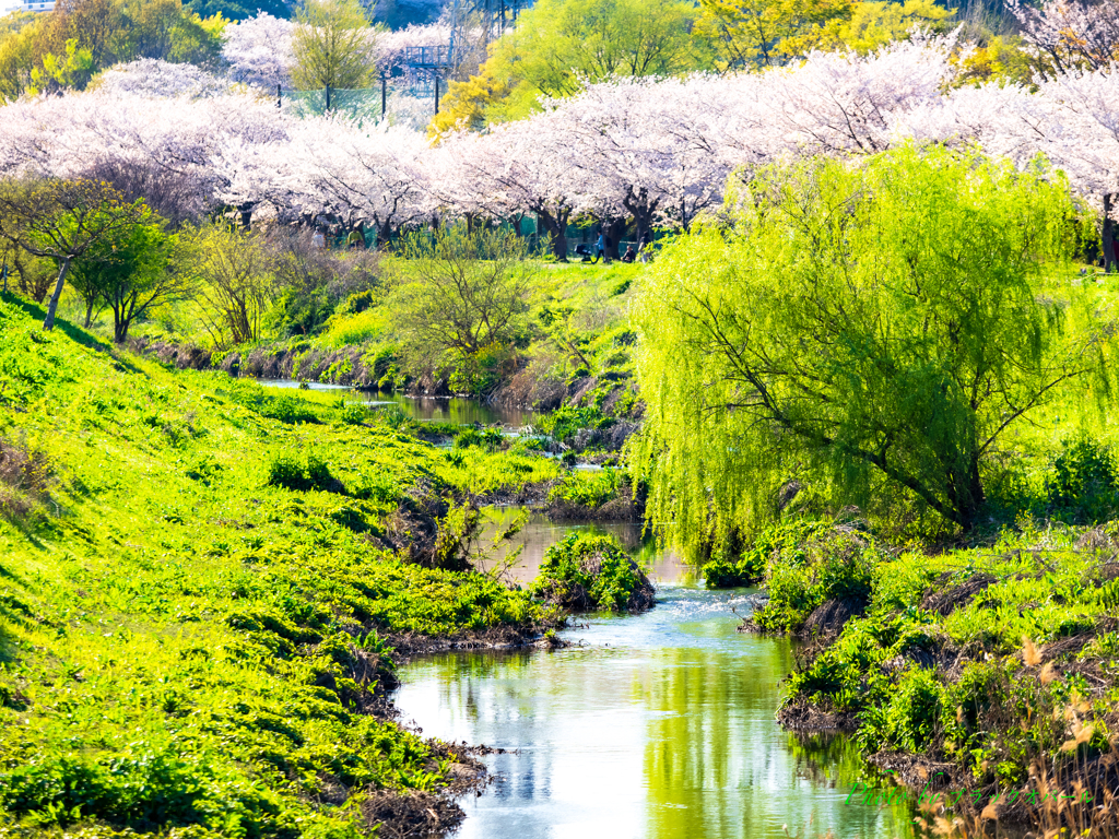 うららかな春景色..