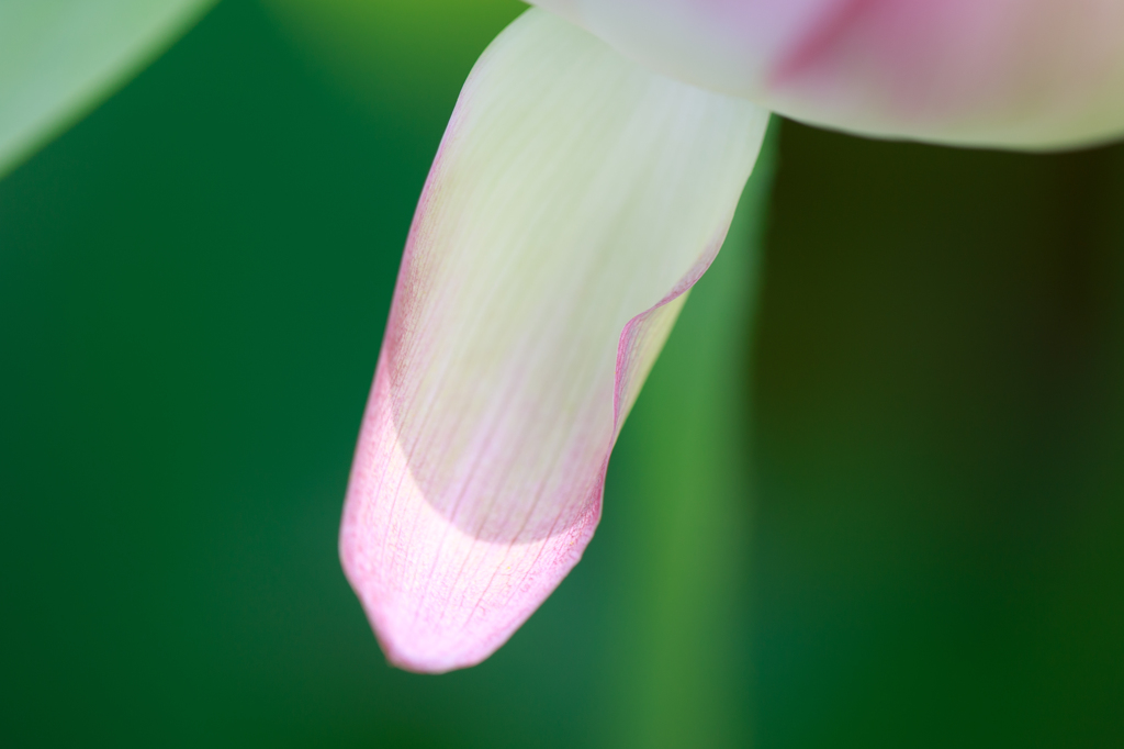 剥がれた花びら