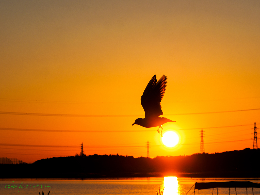 夕日を蹴って翔る..