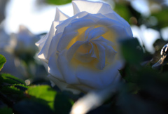 薔薇〜恋の吐息