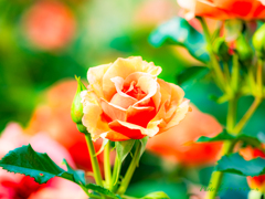 5月の薔薇..