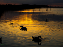 水鳥たちの夕暮れ..＃2