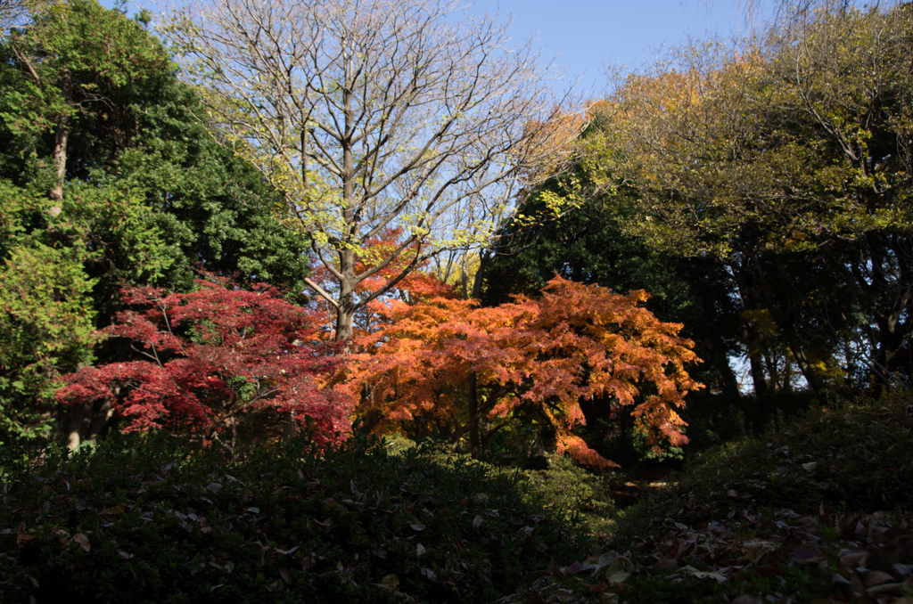 紅葉の六義園にて⑮