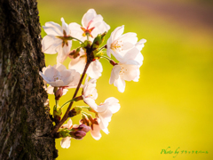 目覚めの桜..